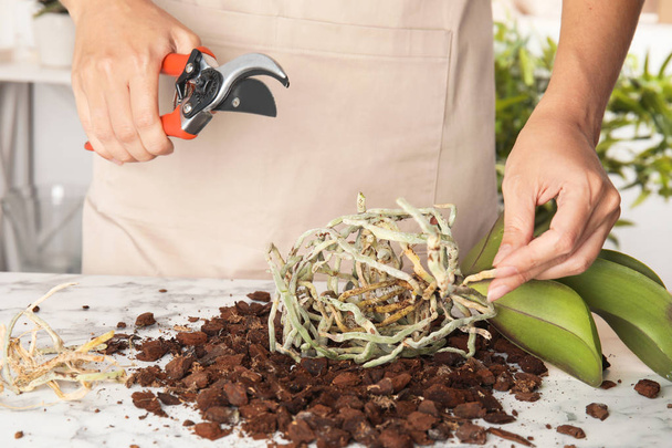 Woman cutting roots of orchid plant on table, closeup - Foto, Imagem