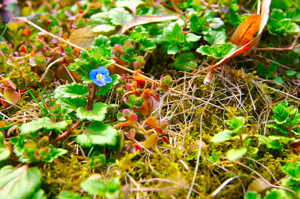 kleine blaue Blume - Foto, Bild