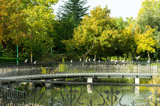Περιστέρι σκαρφαλωμένο σε κιγκλίδωμα γέφυρας στο πάρκο με νερό - Φωτογραφία, εικόνα