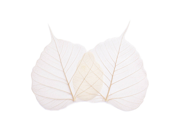 Hermosas hojas esqueleto decorativo sobre fondo blanco, vista superior
 - Foto, imagen