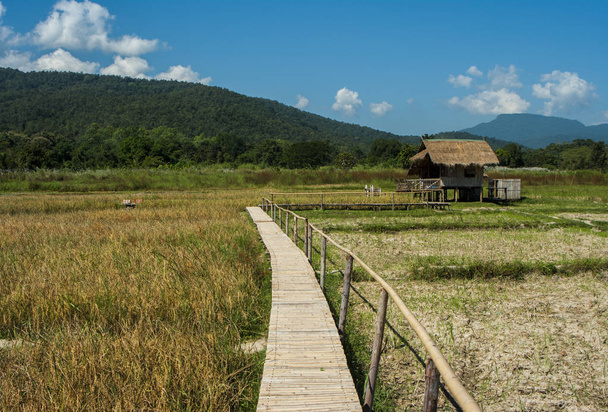 landschapsfotografie: landschappen van rijst velden Azië en levensstijl boeren - Foto, afbeelding