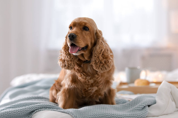 Cute Cocker Spaniel dog with warm blanket on bed at home. Cozy winter - Foto, imagen