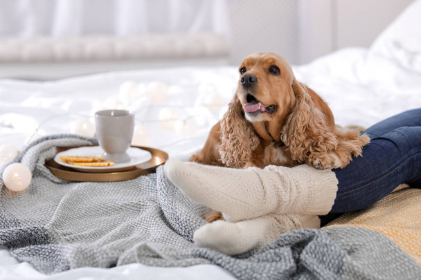 Cute Cocker Spaniel dog with warm blanket lying near owner on bed at home. Cozy winter - Fotó, kép