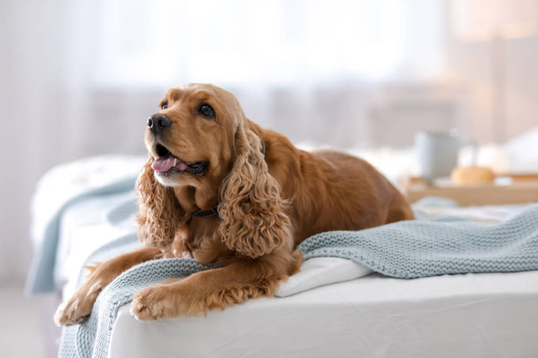 Cute Cocker Spaniel dog with warm blanket on bed at home. Cozy winter - Valokuva, kuva