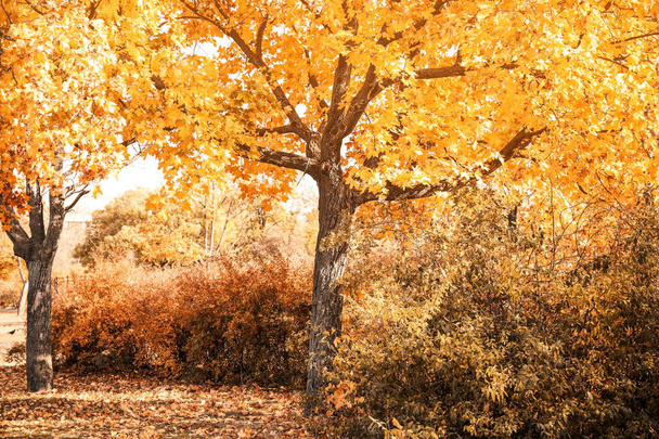 Picturesque landscape of autumn park on sunny day - Foto, Bild
