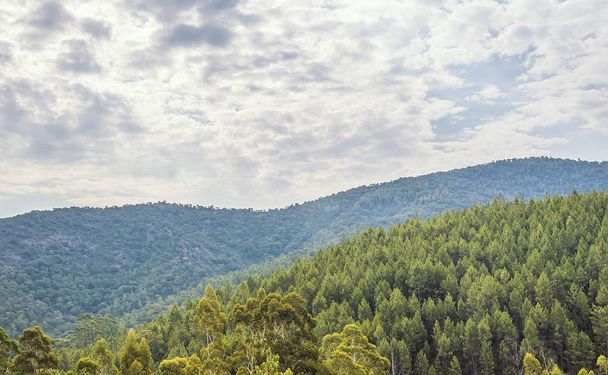 Panoramic view of the Foret des Maures - Photo, Image