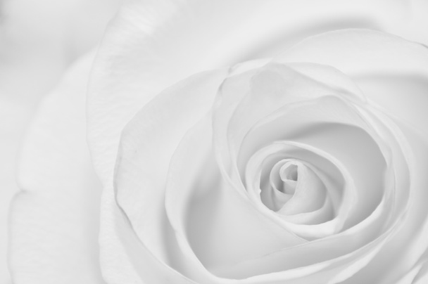 бутон троянди
 - Фото, зображення