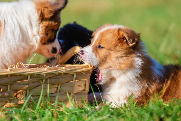 cute Elo puppies gnaw at a basket outdoors on a meadow - Photo, Image