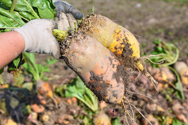 Sugar beet in the rural landscape - Photo, Image