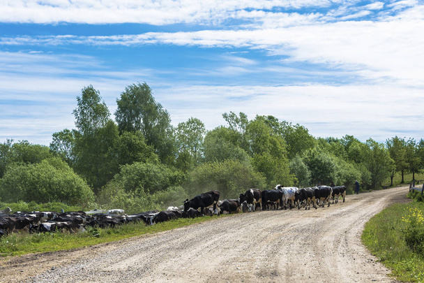 Large herd of cows on a rural road on a summer day, Russia. - Φωτογραφία, εικόνα