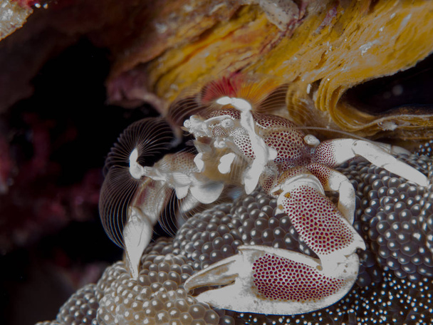 krab morskich w jego siedliska z makro - Zdjęcie, obraz