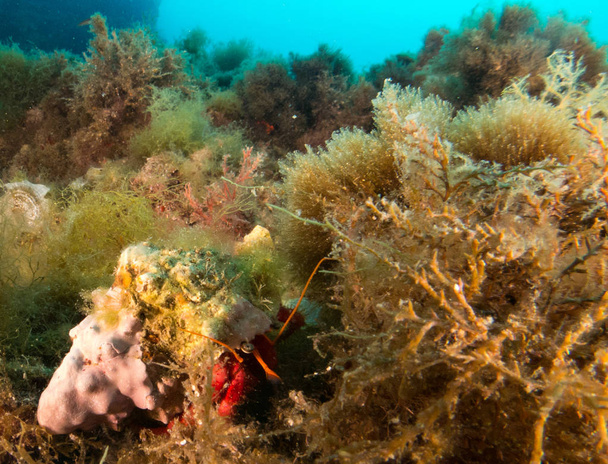 mořský Krab ve svém prostředí s makra - Fotografie, Obrázek