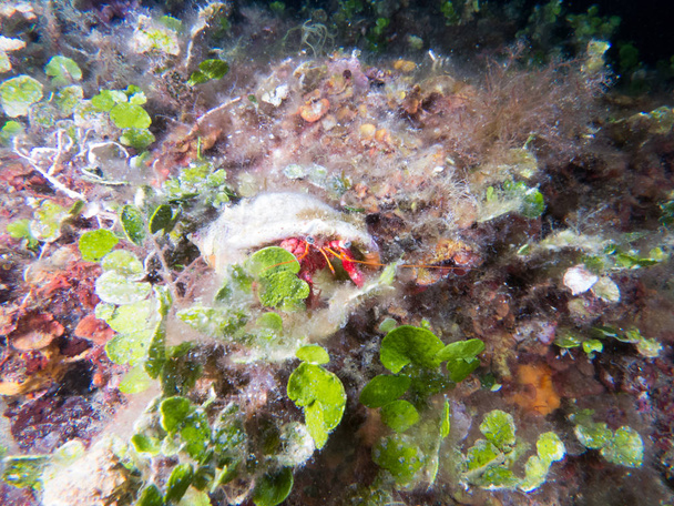 krab morskich w jego siedliska z makro - Zdjęcie, obraz