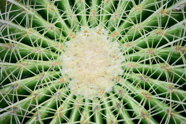 abstract background textuer of Cactus succulent plant - 写真・画像
