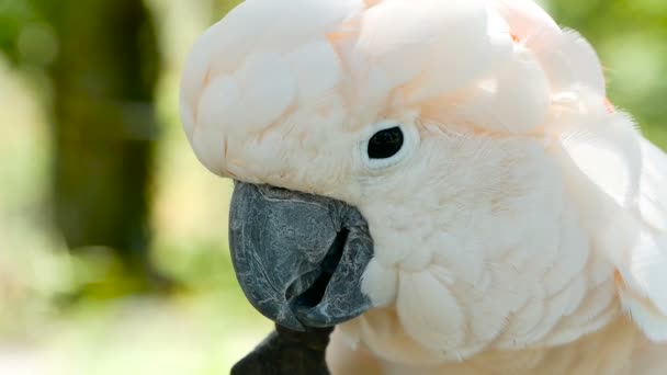 Moluccan or umbrella cockatoo. Portrait of white parrot, exotic endemic bird to tropical rainforest on Indonesia islands - Footage, Video