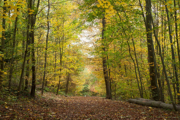 beautiful trees in the autumnal forest - Foto, Bild