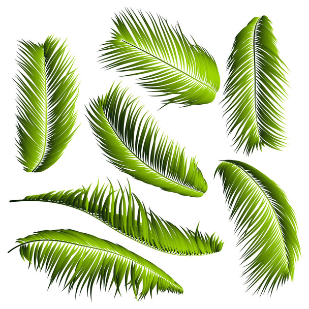 Пальмовые листья изолированы. Реалистичные ветви. Векторная тропическая листва. Цветочные элементы. Иллюстрация растений джунглей. Тропические пальмовые листья для узоров, обоев, печати, ткани, текстиля или вашего дизайна
. - Вектор,изображение