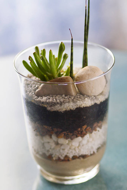 Un terrarium ornemental en pierres, pot en verre et plantes succulentes
 - Photo, image