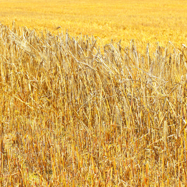 Pole obilí ve venkovské krajině - Fotografie, Obrázek