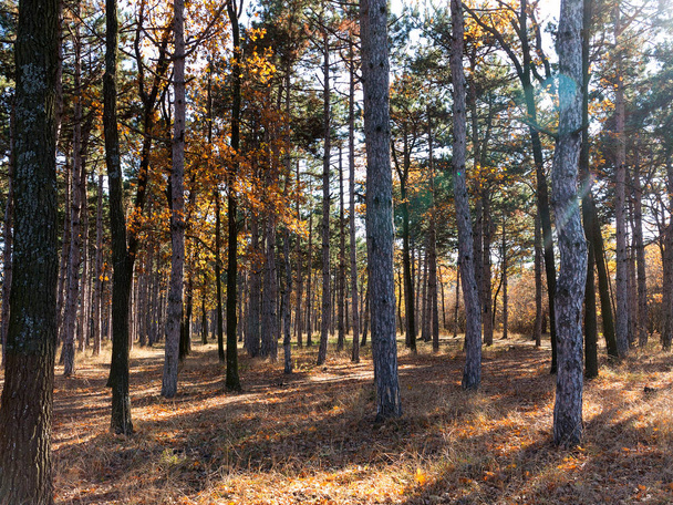 Wide panoramic view of Pine forest with beautiful golden morning side light. Amazing romantic landscape with mysterious autumn forest - Φωτογραφία, εικόνα