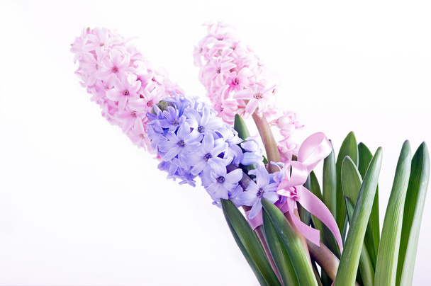 Beautiful hyacinth - Photo, Image