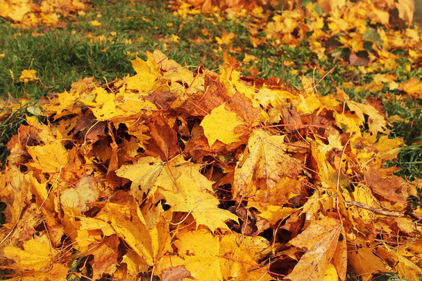 秋の公園で落ち葉の山。秋の背景 - 写真・画像