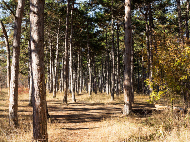 Wide panoramic view of Pine forest with beautiful golden morning side light. Amazing romantic landscape with mysterious autumn forest - Fotografie, Obrázek