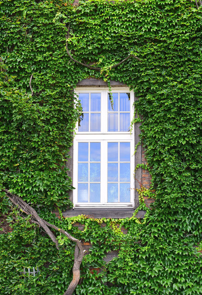 Вікно старовинною будівлею. Старий Краків, Польща, 2017. - Фото, зображення