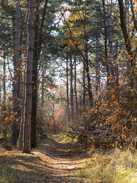Wide panoramic view of Pine forest with beautiful golden morning side light. Amazing romantic landscape with mysterious autumn forest - Fotografie, Obrázek