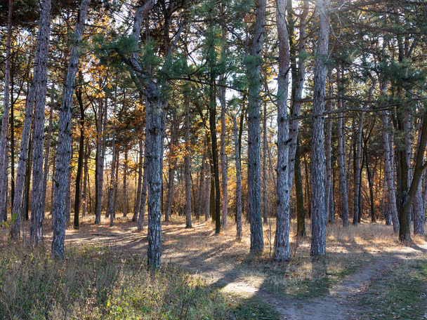Wide panoramic view of Pine forest with beautiful golden morning side light. Amazing romantic landscape with mysterious autumn forest. Autumn forest in morning light. Beautiful nature background. - Foto, Imagem