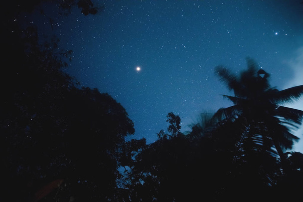 Güney Yarımküre Samanyolu yıldızları ile Hindistan cevizi ağaçlarının siluetleri. Benim astronomi iş. - Fotoğraf, Görsel