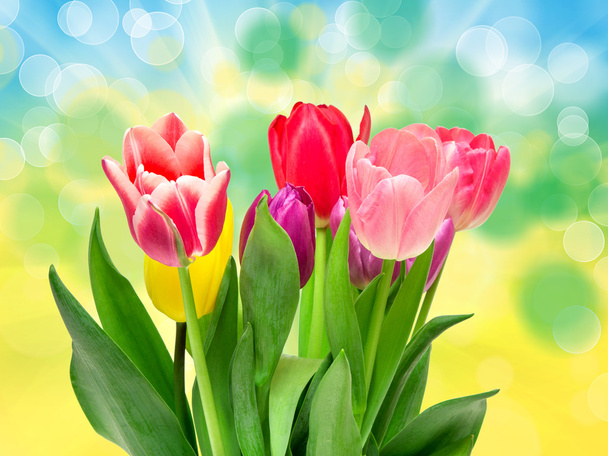 tulip flowers - Foto, Imagen