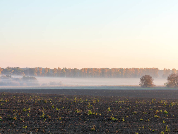 Fields and sunshine in morning foggy light. Beautiful nature background. Wide panoramic view, plowed fields covered with thick fog. - Zdjęcie, obraz
