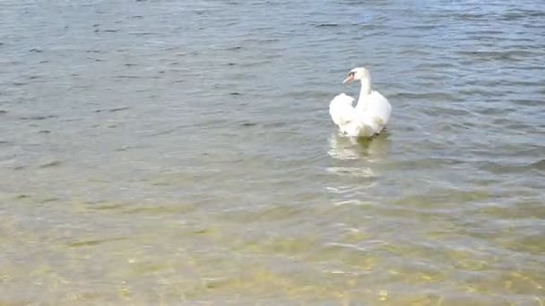 όμορφο λευκό κύκνο πουλί κολύμπι κυματισμός νερού ακτή στη λίμνη - Πλάνα, βίντεο