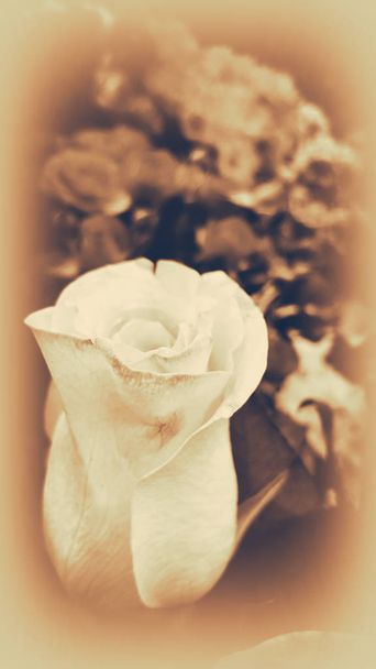 Tierna flor de rosa beige, vista recortada
. - Foto, imagen