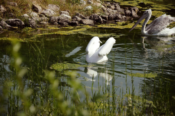 Järvessä kelluvat luonnonvaraiset pelikaanit
 - Valokuva, kuva