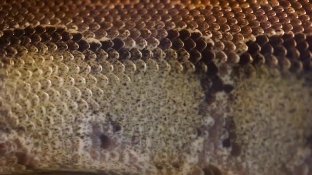 Kutyafejű Hortulanus vagy Amazon falakó Boa kígyó - Felvétel, videó