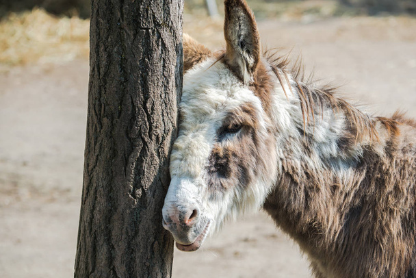     Donkey which rubs his head against a tree  - Photo, Image