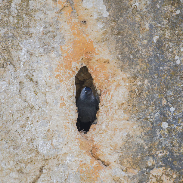     Western Jackdaw, Coloeus monedula, black bird, nest in a hole in the wall  - Photo, Image