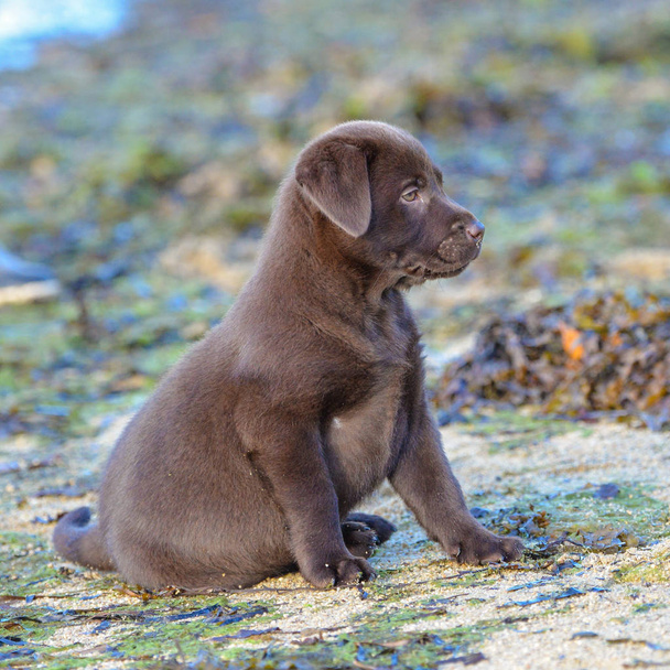 Widok z boku z małych brązowy szczeniak Labrador, siedząc na plaży z trawa morska chwastów i szukasz drogi  - Zdjęcie, obraz