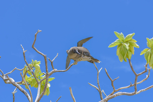     Коричневые сиськи, Сула лейкогастер, молодая экзотическая птица на дереве, Французская Полинезия
  - Фото, изображение