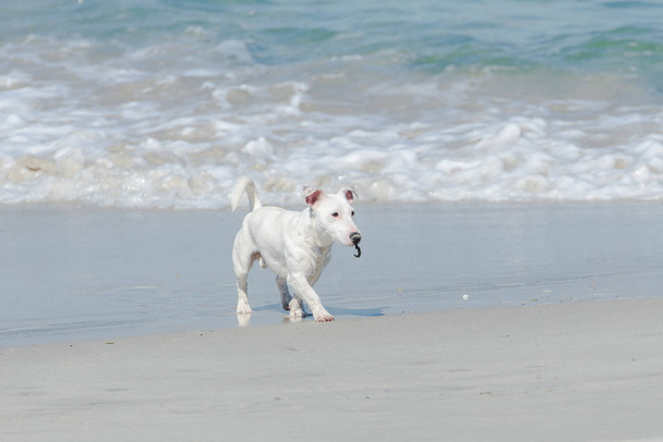     Petit chien blanc Jack Russell, courant sur une plage de sable blanc
  - Photo, image