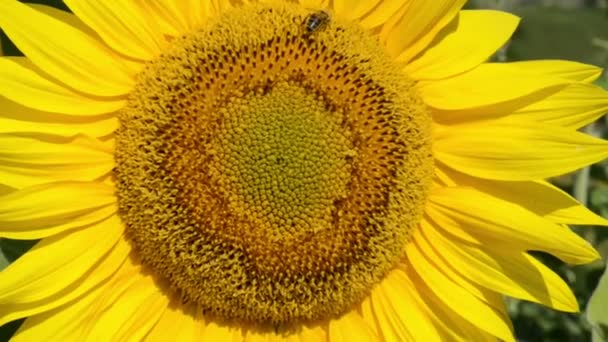 Sunflower - Footage, Video
