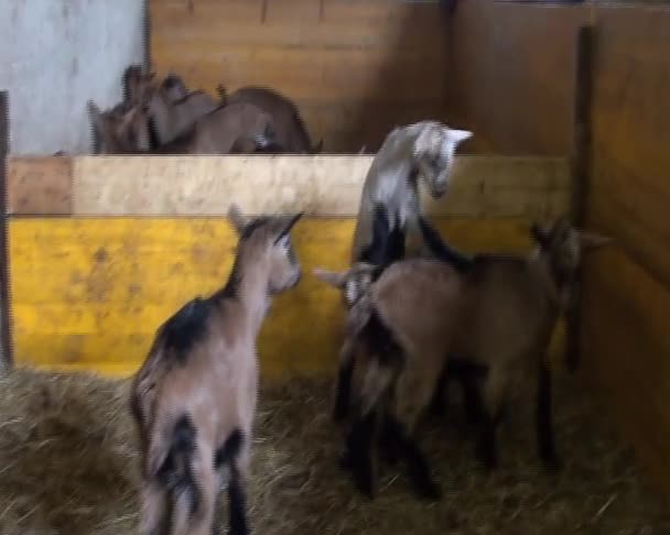 chèvres et agneaux jouant dans un enclos
 - Séquence, vidéo
