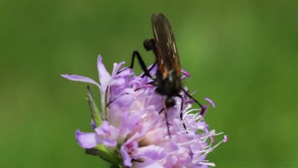 Pieni hyönteinen imee nektaria kukasta, makro
 - Materiaali, video