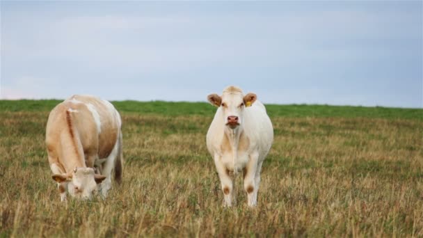 Portrait de vaches blanches regardant dans la caméra
 - Séquence, vidéo