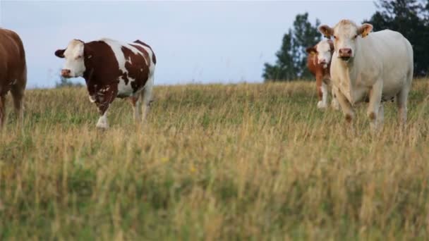 Um carrinho de vaca branca com vacas de rebanho
 - Filmagem, Vídeo