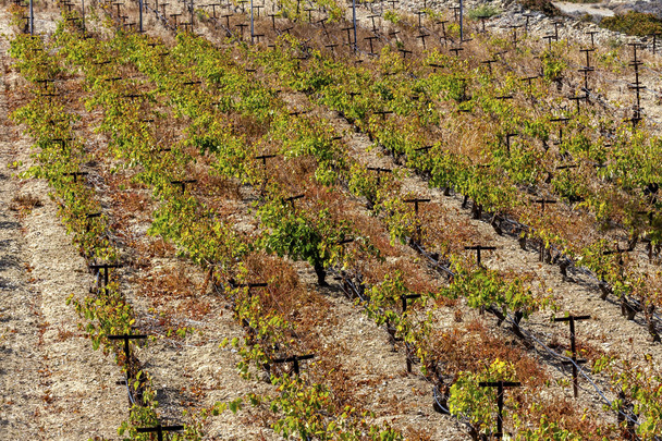 Agricultural grounds. Rows of grapes on a fall day after harvest (Greece) - Photo, Image