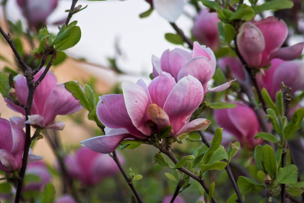 Beautiful flowering plants in Prague Park in spring - Фото, изображение