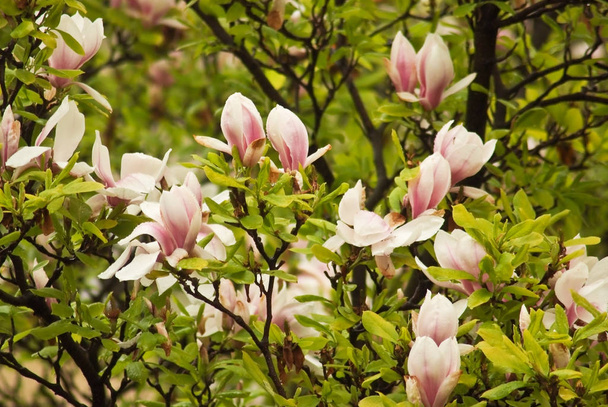 Beautiful flowering plants in Prague Park in spring - Photo, Image